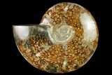 Polished Ammonite (Cleoniceras) Fossil - Madagascar #166678-1